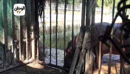 لولو فرسة النهر الصغيرة.. مولود جديد بحديقة حيوان الجيزة