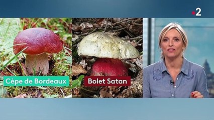 C'est la saison des champignons, comment reconnaître les comestibles ?