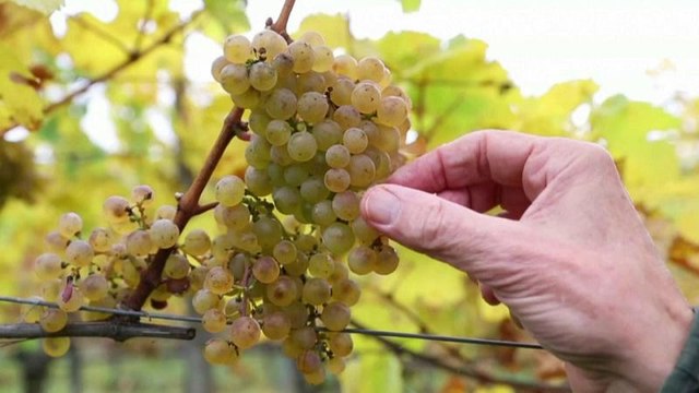 Вино как политика