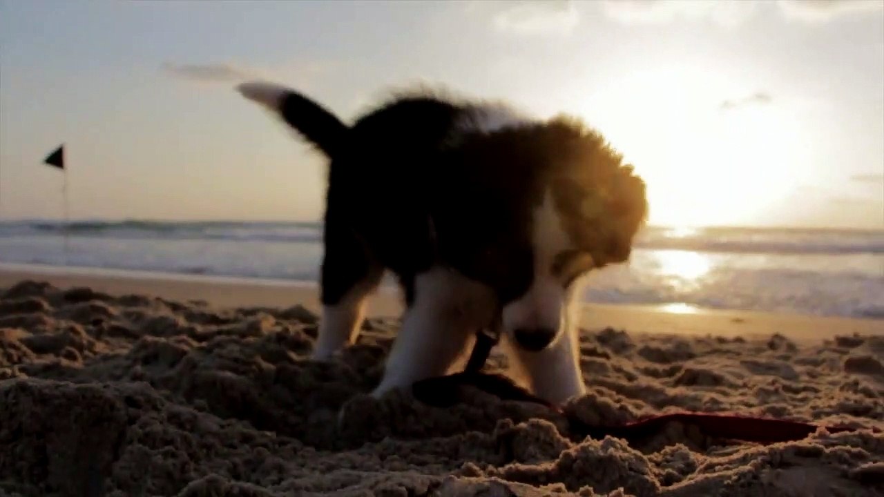 WHATSAPP STATUS VIDEO - CUTE PUPPY PLAYING