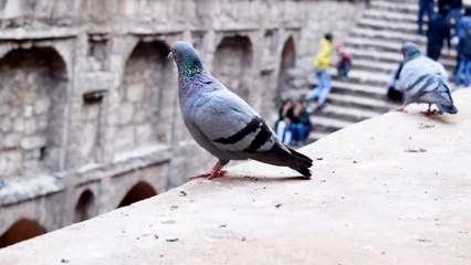Pigeon Love Story - Love Story 2019