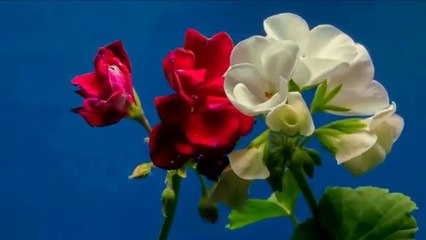 DAGHA BAZ DARZI (HAKAYT MOLANA ROOM )