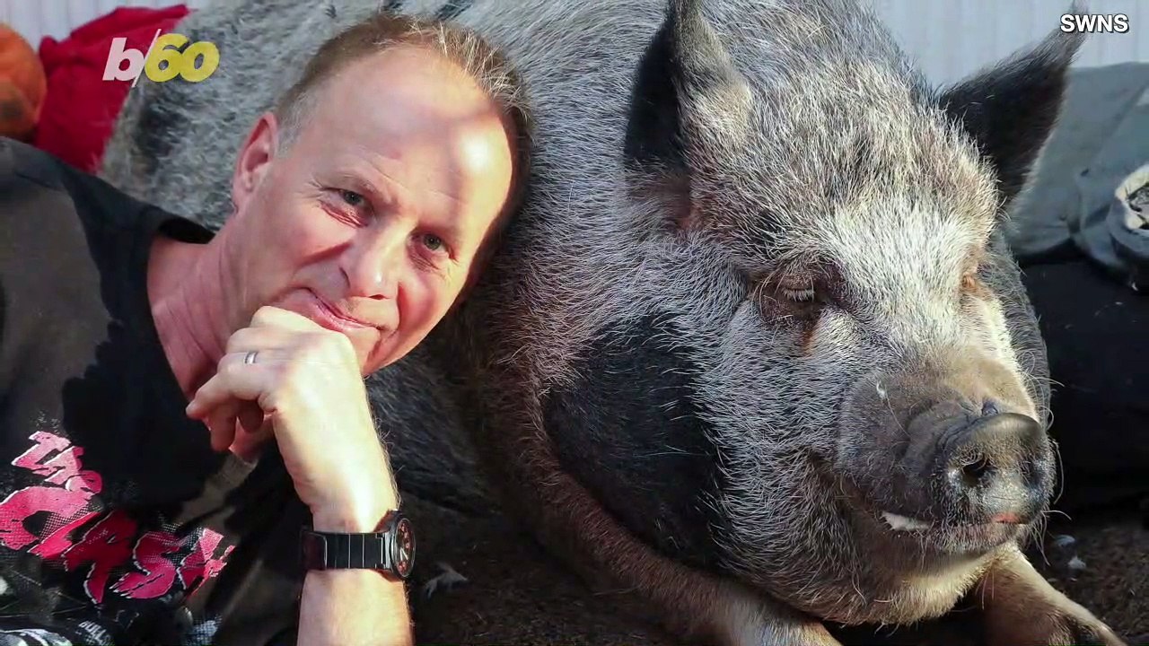 Couple's Micro Pig Weighs Almost 400 pounds