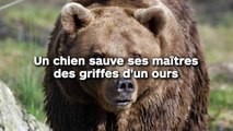 Un chien sauve ses maîtres des griffes d'un ours !