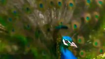 whatsapp status nature video - Beautiful peacock