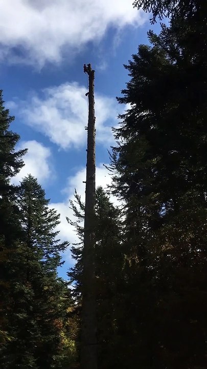 Le Roi Soleil, malade, rend l’âme