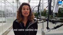 Mercredi: Marie-Laure Bayard, ingénieure, développement de variétés de fraises à Invenio