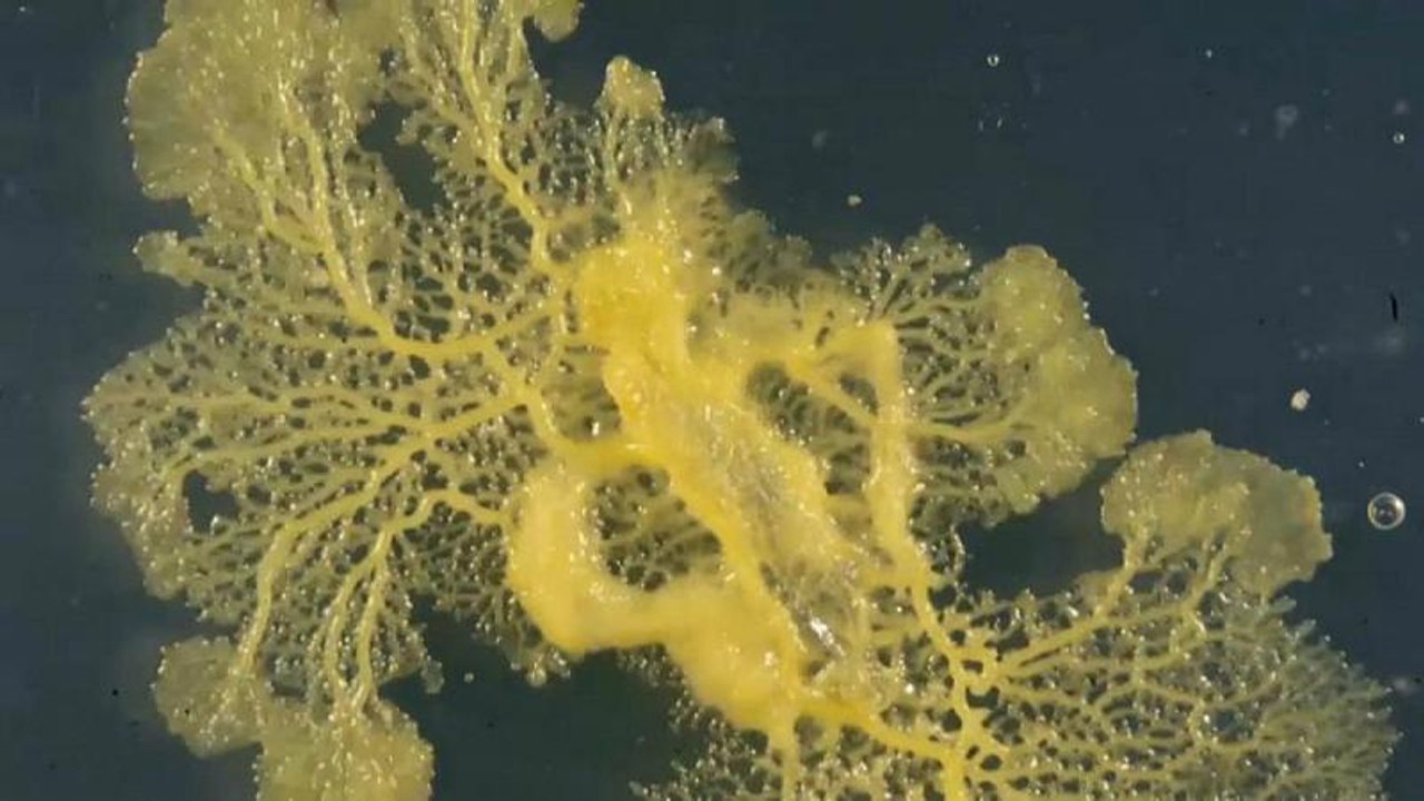 Adı Blob, beyni yok ama çözüm üretebiliyor, ağzı yok ama yemek yiyebiliyor