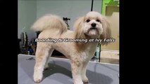 Boarding & Grooming at Ivy Falls - (706) 381-8418