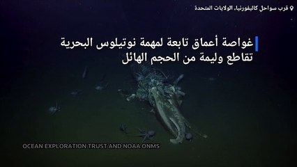 فيديو يحبس الأنفاس لوليمة في قعر البحر