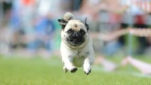 Pug Races Are Super Popular in Germany—and We're Just Finding Out