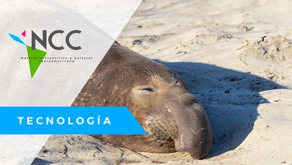 Liberan a elefante marino que estuvo 13 días varado en Ecuador
