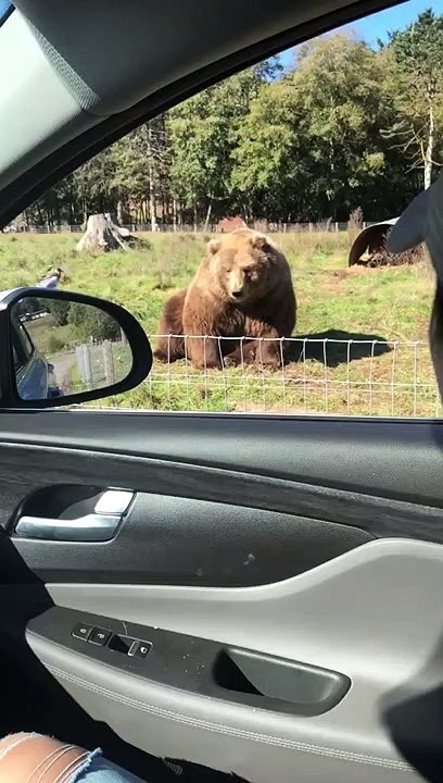 Bear Waves Back at Humans