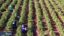 الزراعة في سوريا.. قصة تحول بلد من قوة إقليمة إلى دولة جائعة - حكاية سورية