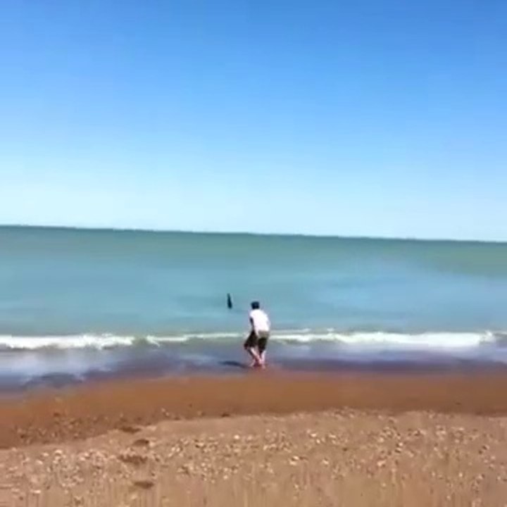 Il évite de justesse la morsure d'une orque en bord de plage