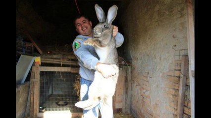 Une compilation des plus gros animaux du monde