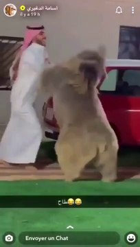 Il joue avec son gros ours de compagnie comme si c'etait un petit chien