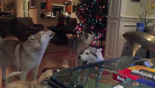 Quand tous tes chiens hurlent pour chanter en même temps