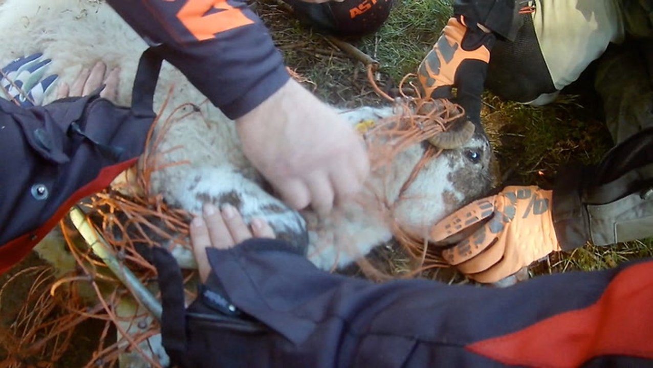 Operation: Sheep Rescue!