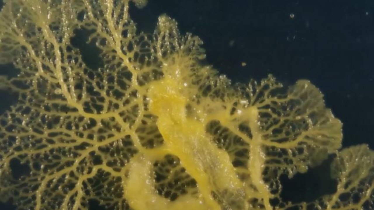 نه حیوان، نه قارچ؛ جاندار عجیبی که ۷۲۰ عضو جنسی دارد