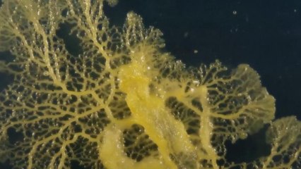 نه حیوان، نه قارچ؛ جاندار عجیبی که ۷۲۰ عضو جنسی دارد