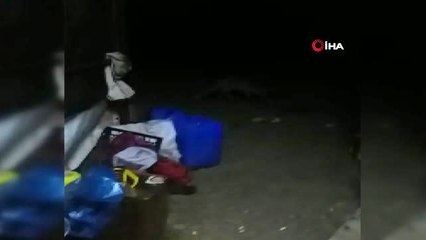 Arıcı ile tilki 'Viki' arasındaki dostluk ile görenleri şaşırtıyor