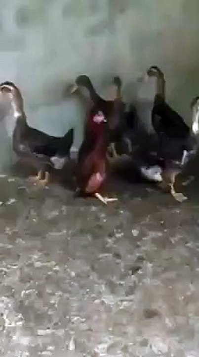 Funny video