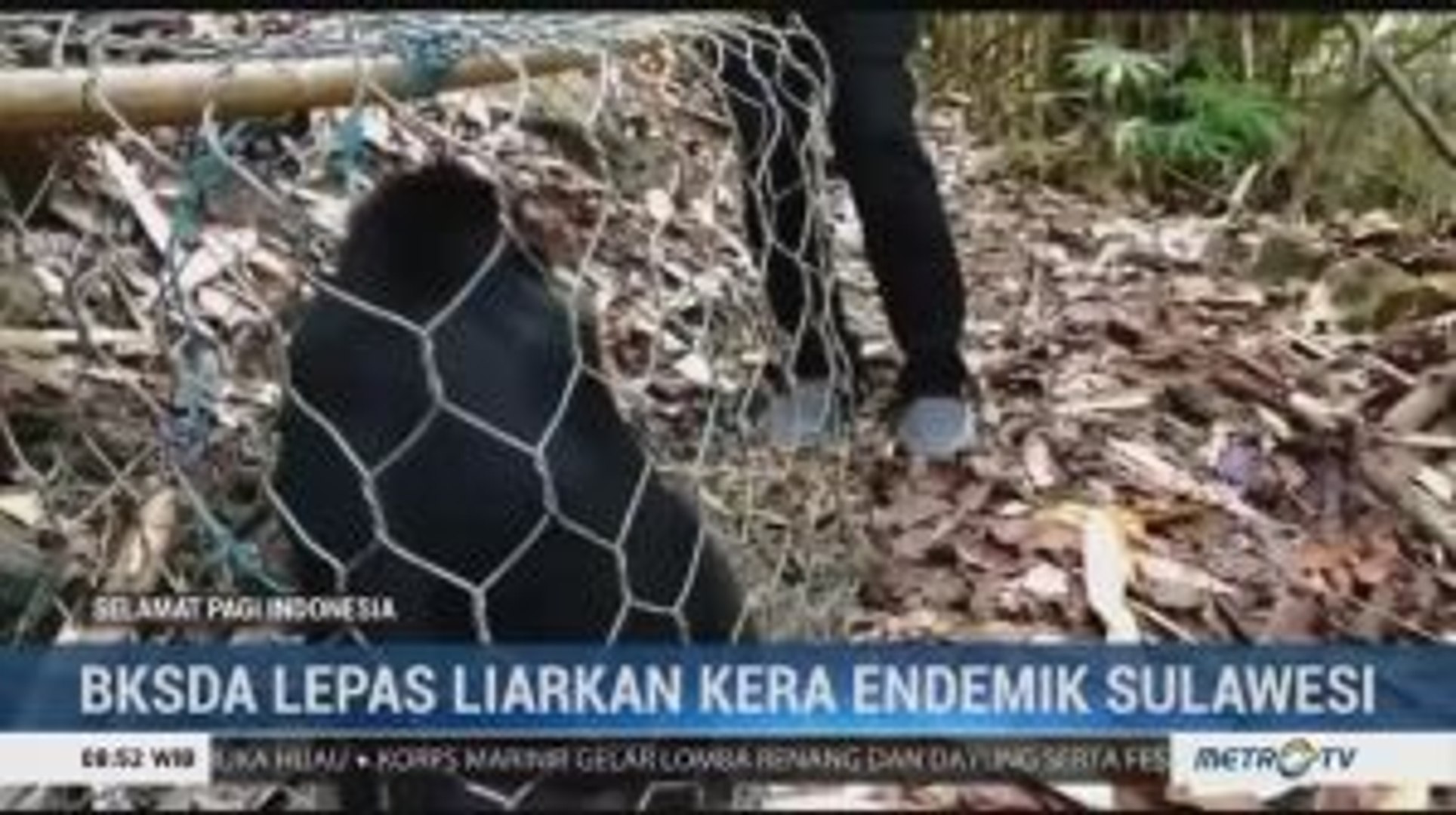 Bksda Mamuju Lepas Liarkan Tiga Kera Endemik Sulawesi Video