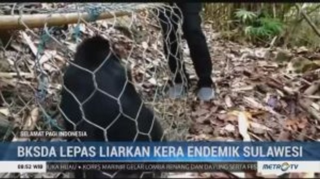 BKSDA Mamuju Lepas Liarkan Tiga Kera Endemik Sulawesi