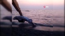 İzmir'de 3 metre uzunluğunda köpek balığı karaya vurdu