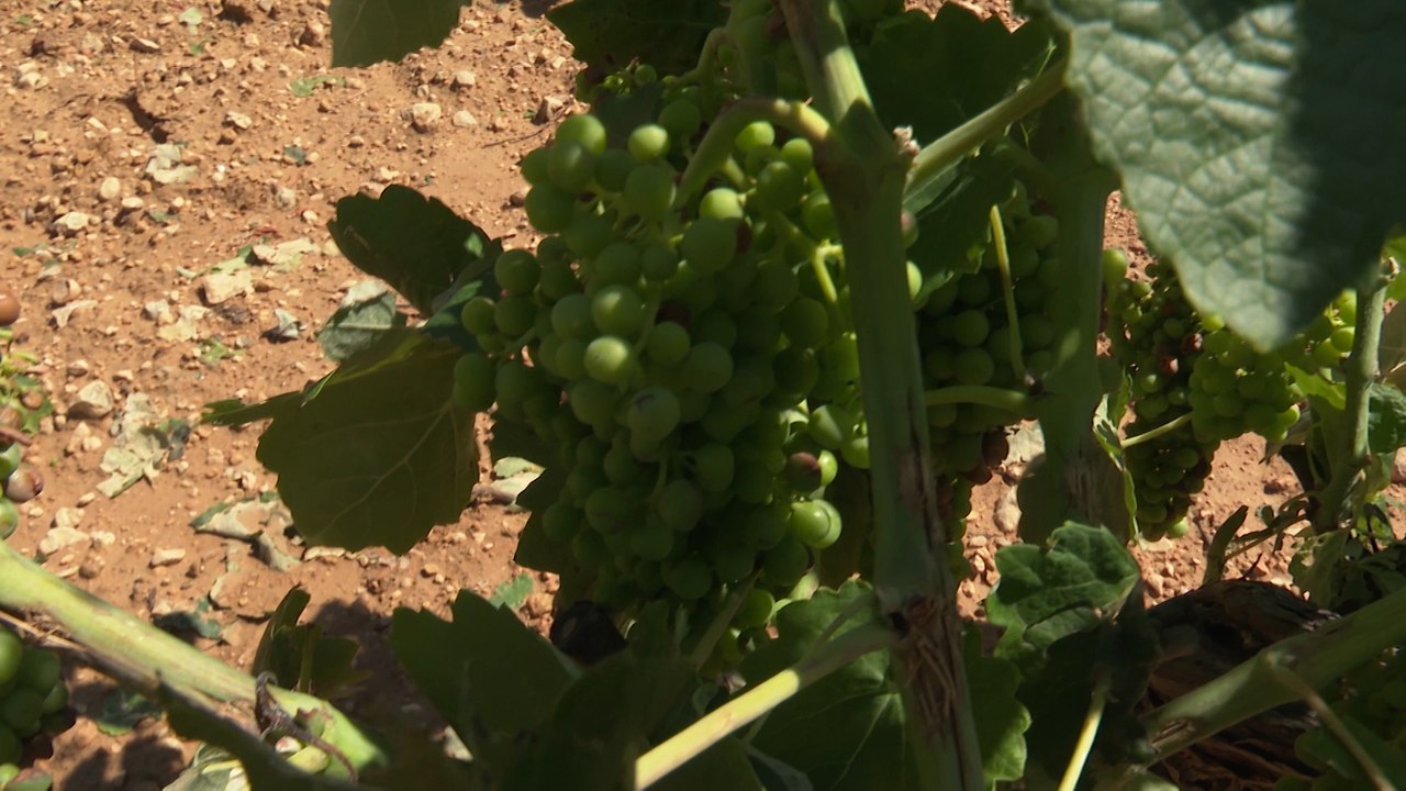 Entran en vigor los aranceles de EEUU a productos agrícolas de la UE