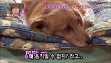 26★[로무] 온몸이 마비된 개