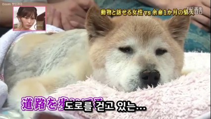 27★하이디SP ①시바견 곤스케 ＆ 하이디가 동물과 이야기 할 수 있게된 이유