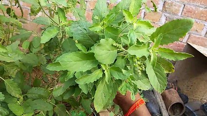 चिकनगुनियाँ,टायफायड,मलेरिया तथा वायरल बुखार को जड़ से खत्म करने का औषधीय पौधा।