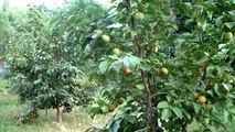 Hakkari'de ılıman iklim meyveleri yetiştiriliyor