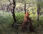 Tigers Fight A Fierce Battle Over Tigress in Ranthambore | Oneindia Malayalam