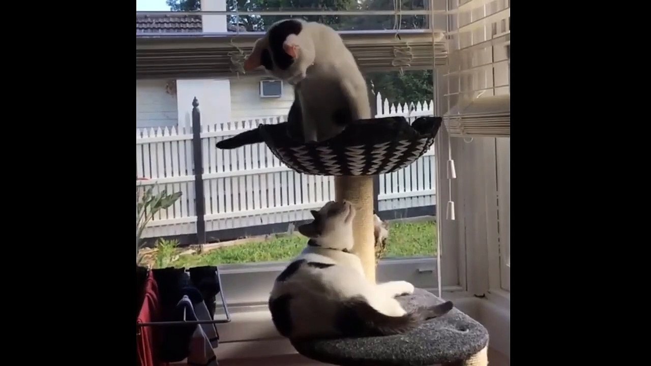 Morning Cat Battle, Archie vs Squeak