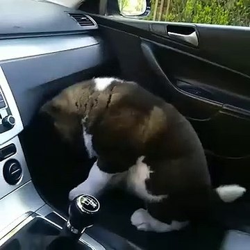 Mignon toutou adore les ballades en voiture