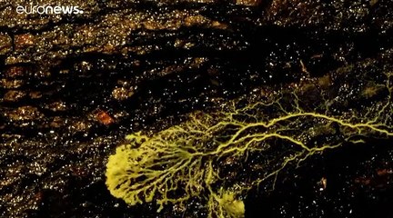 شاهد: كائن غريب لا يمتلك دماغا يحير العلماء بذكائه وسلوكه