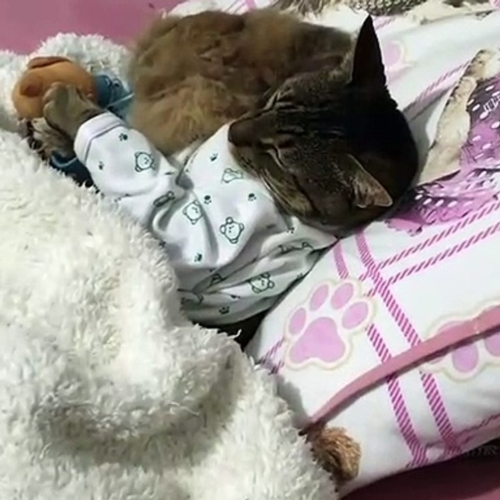 Inséparables ! Ce chat royal ne dort jamais sans son ours en peluche.