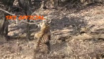 Tigers fight for tigress - two tigers fought for a single tigress in the Ranthambore forest reserve.