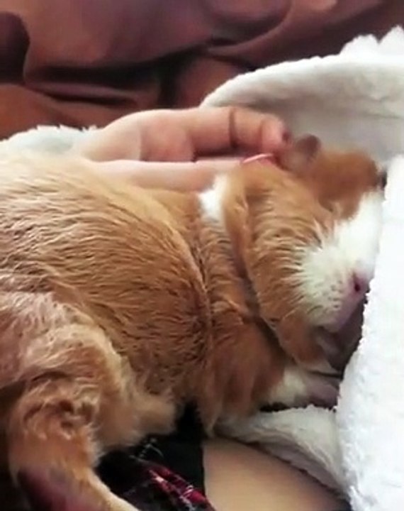 Ce cochon d'inde est vraiment feignasse... Gros dodo et roupillon !