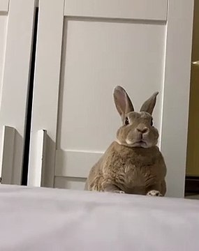 Ce lapin est trop marrant. Regardez ce qu'il arrive à faire avec son nez !