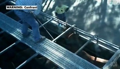 Avustralya TV'sinin '22 günde 300 eski yarış atı kesildi, etler satıldı' haberi sonrası soruşturma...