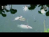 Hundreds Of Dead Fish In Coimbatore’s Valankulam Tank