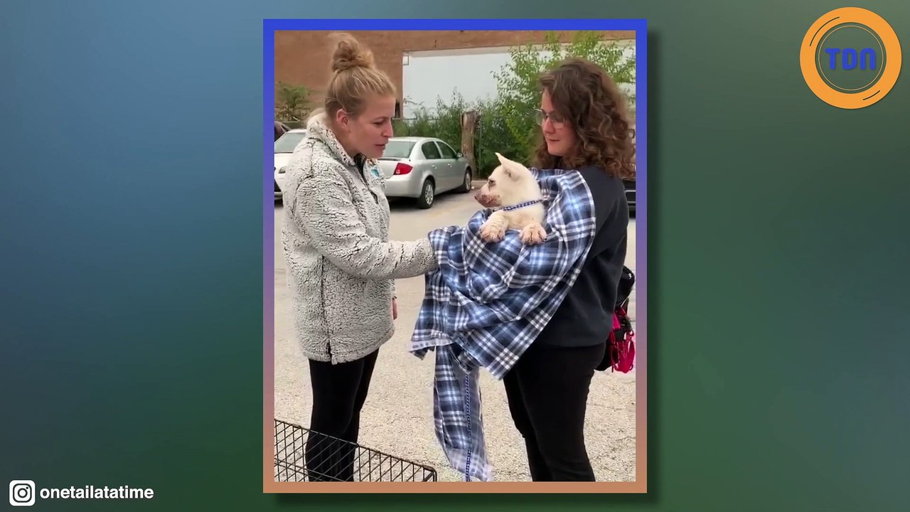 Il découvre un chiot de 2 à 3 mois, malade et abandonné sur un chantier de construction
