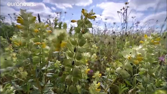 Germania, il 75% degli insetti scomparso negli ultimi 30 anni