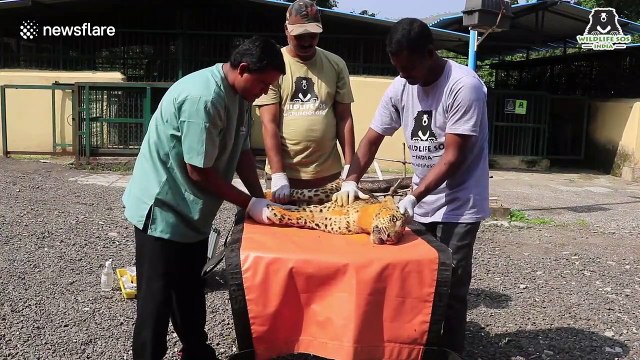 Beating the odds, this paralysed leopard in India learned to walk again with the help of human carers