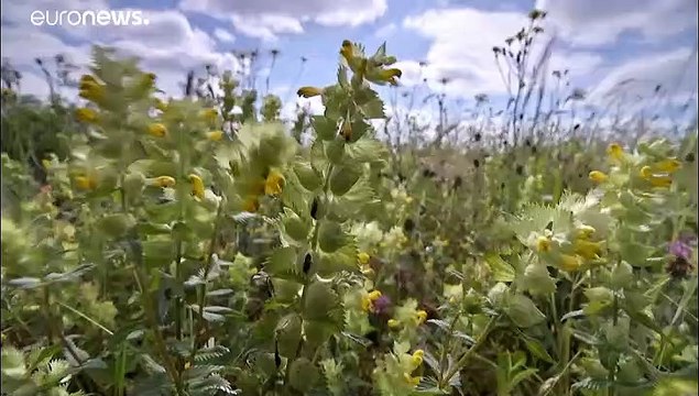 Desaparición masiva de insectos en el oeste de Alemania