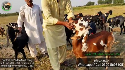 MERA APNA DIL AA GAYA - Amratsari Beetal Aur Shera Bacho Per - Bakra Mandi Pakistan